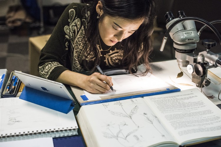 An illustrator working at her desk.
