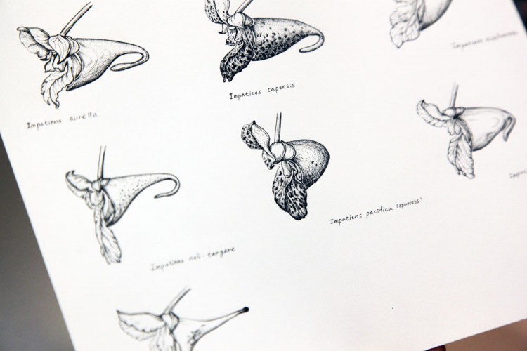 An illustration of different types of plants.