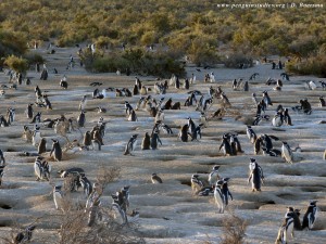 Magellanic penguins standing on a beach near their nests.