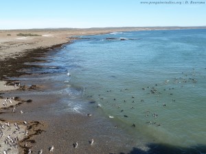 Magellanic penguins standing on shore and swimming in the water.