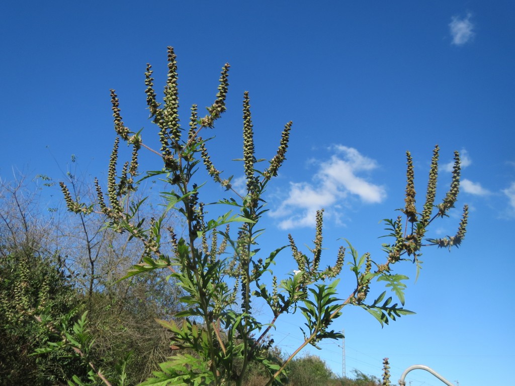Common allergen, ragweed, will shift northward under climate change