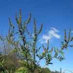 ragweed against blue sky