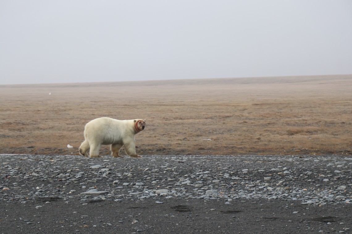Polar bear with a bloody face after feeding on a walrus carcass in 2018 on Wrangel Island.