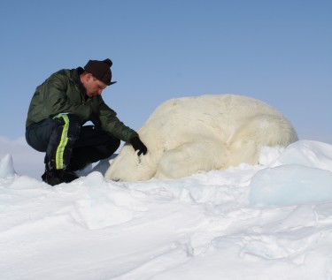 Eric Regehr monitoring a sedated polar bear as a researcher in the Chukchi Sea.