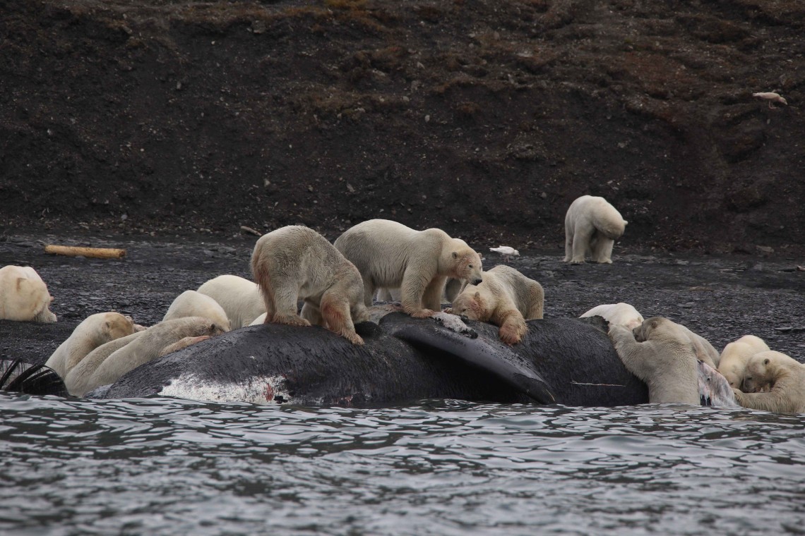 many polar bears on whale carcass