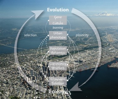 The cycle of eco-evolutionary feedback -- the topic of a new research coordination network funded by the National Science Foundation.