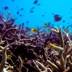 Fish swimming in a coral reef.
