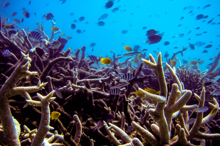 Fish swimming in a coral reef.