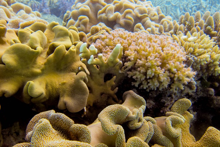 A coral reef