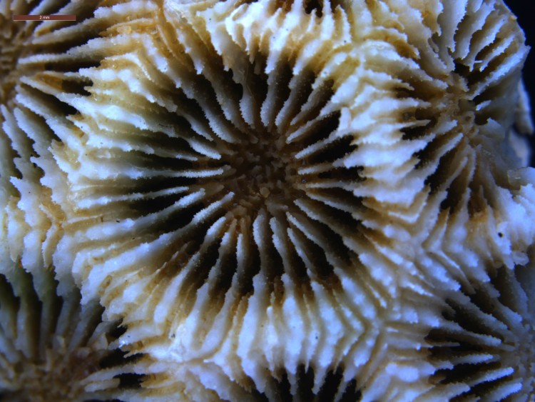 Skeleton of a coral.