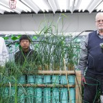 Grasses growing in tubes in the foreground. Two people stand behind them. Another person standing to the right.