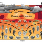 orange and red ocean with fossil images