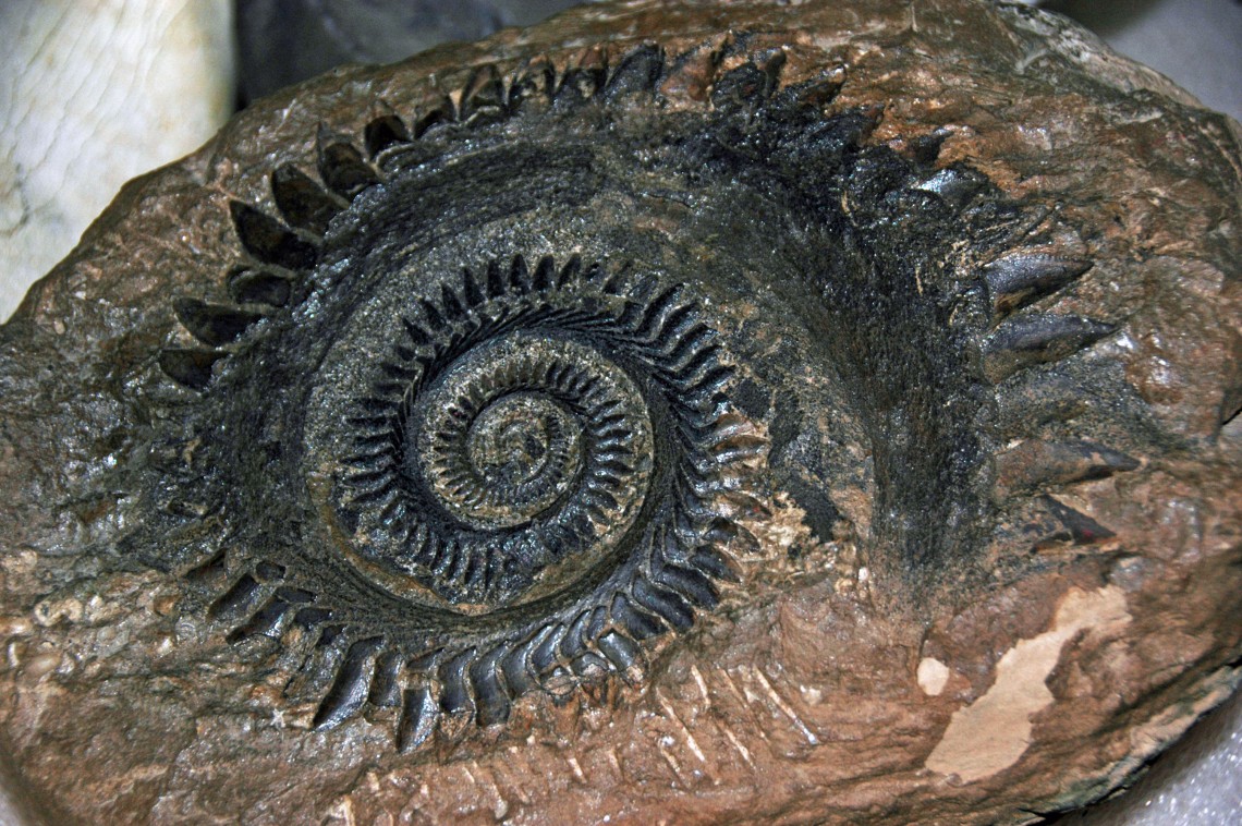 rock with spiraling tooth pattern