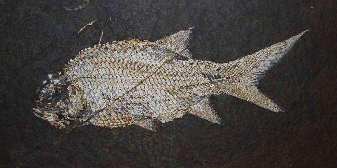 gray fish on black background