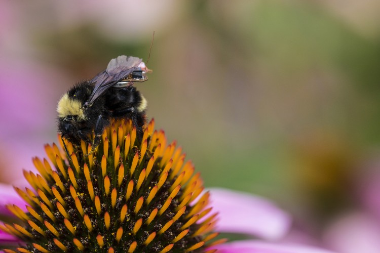 a bee with a sensor on its back