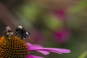 bees with sensors on their backs