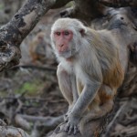 A University of Washington-led study found that social status in rhesus macaques affected how the animals responded to stress. Photo of monkey looking at camera.