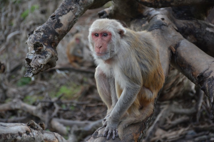 A University of Washington-led study found that social status in rhesus macaques affected how the animals responded to stress. Photo of monkey looking at camera.