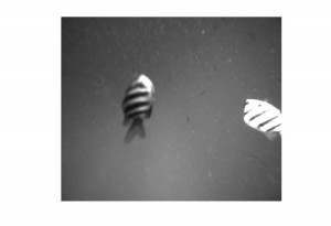 Fish swimming past the AMP camera