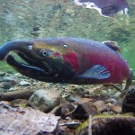 adult coho salmon