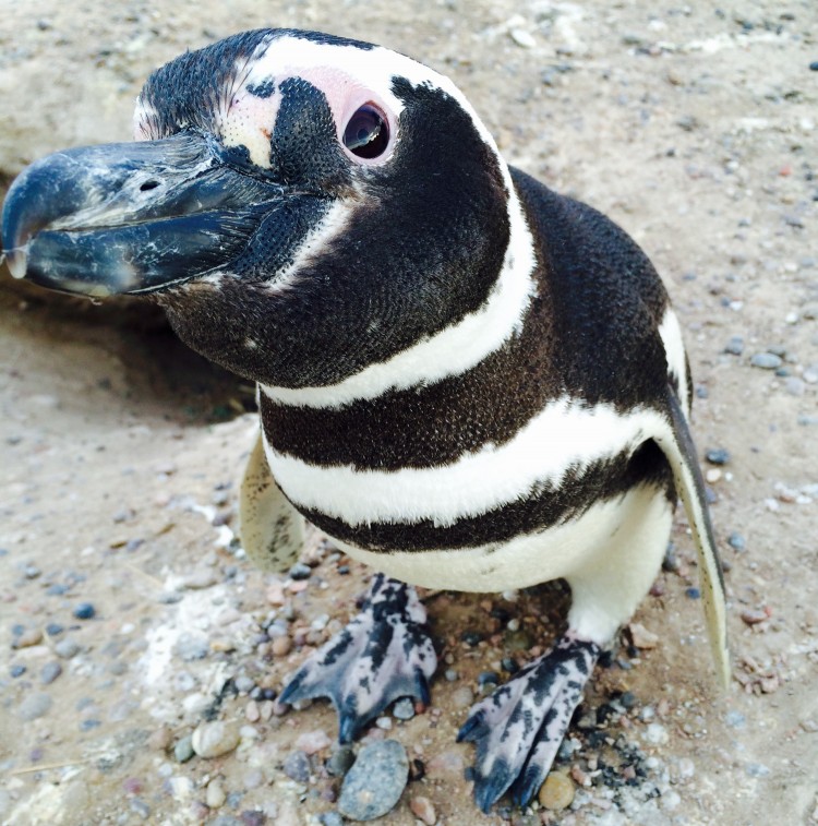 A curious Magellanic penguin looking into the camera lens