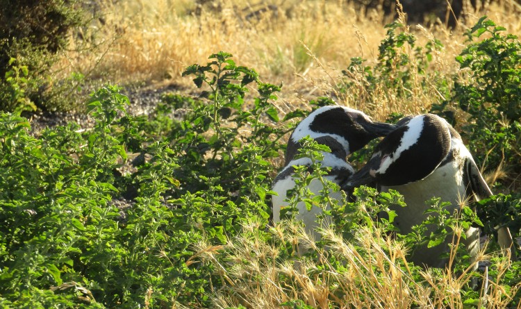 Mutual grooming by a pair of mated Magellanic penguins. 