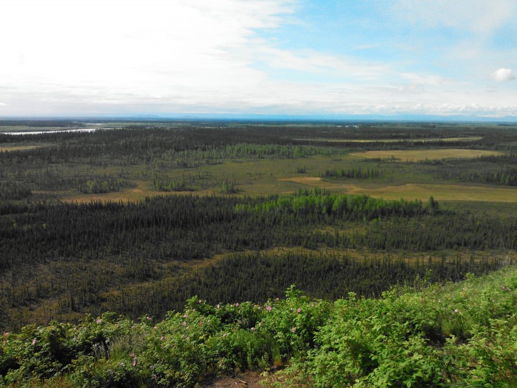 The landscape surrounding a thaw bog in Alaska