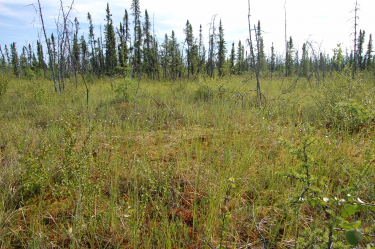 a thaw bog in Alaska