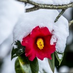 flower with snow