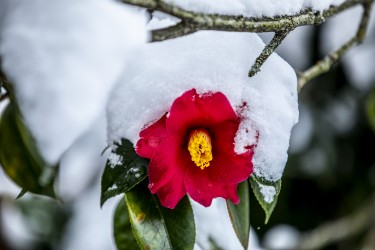 flower with snow