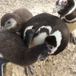 A penguin feeding one of its chicks.