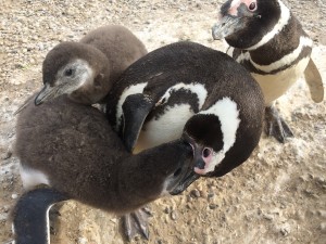 A penguin feeding one of its chicks.