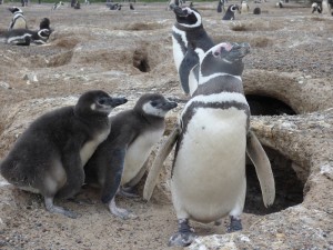 A penguin at its nest with two chicks.