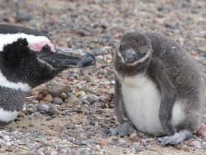 a penguin parent and one of its chicks