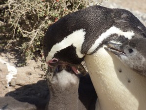 A penguin feeding its offspring