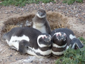 A penguin mother and father with their chick.