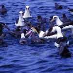 albatross birds