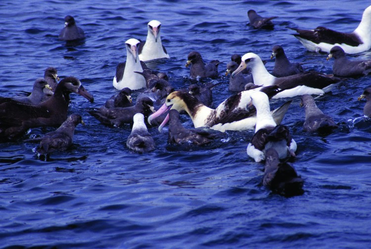 albatross birds