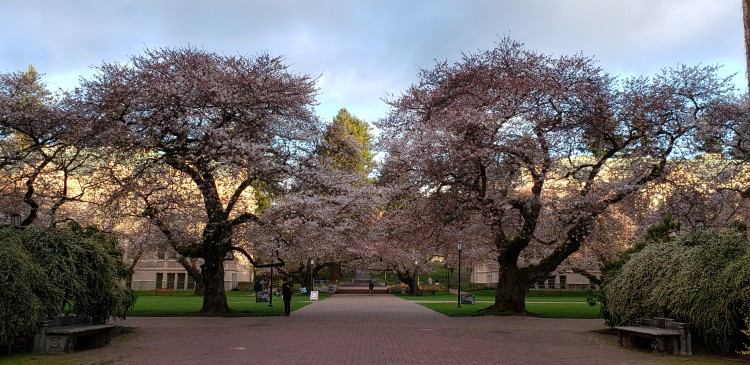 cherry blossom trees in the quad