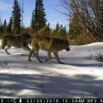 two gray wolves