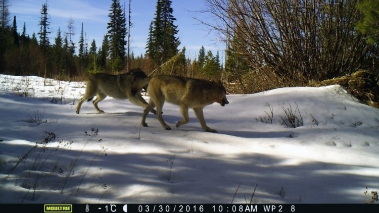 two gray wolves