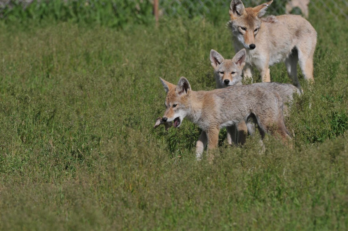 coyotes in grass