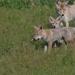 coyotes in grass