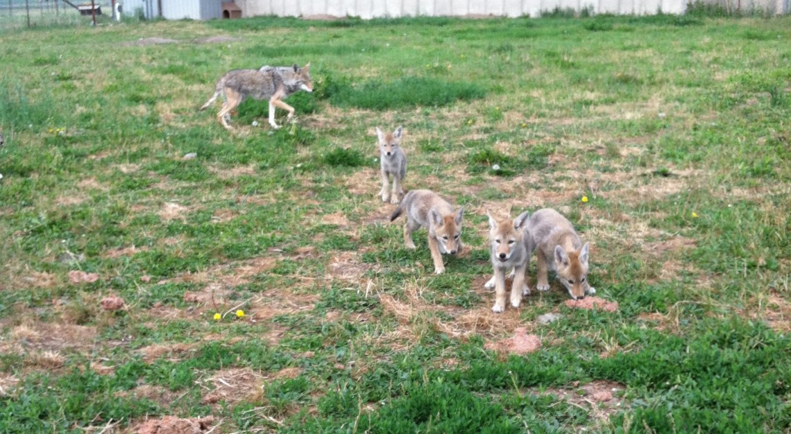 Coyote pups on patchy grass