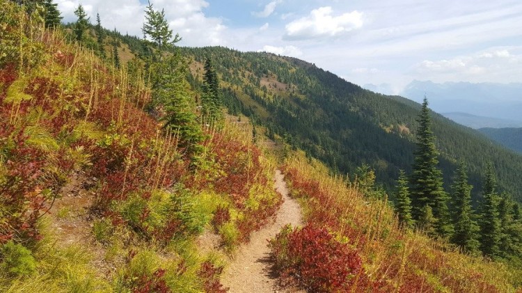huckleberry leaves turning red