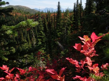 red huckleberry leaves