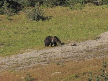 grizzly bear eating