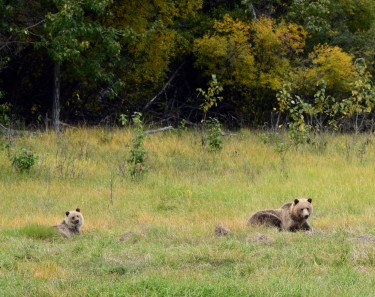 grizzly mother and cub