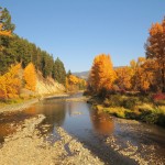 orange trees by riverbank
