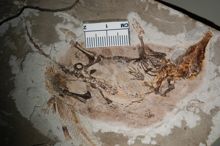 Image of a fossil of an ancient mammal.